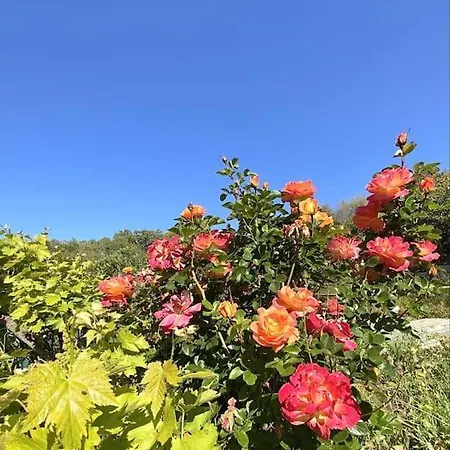 En Rez De Apartamento